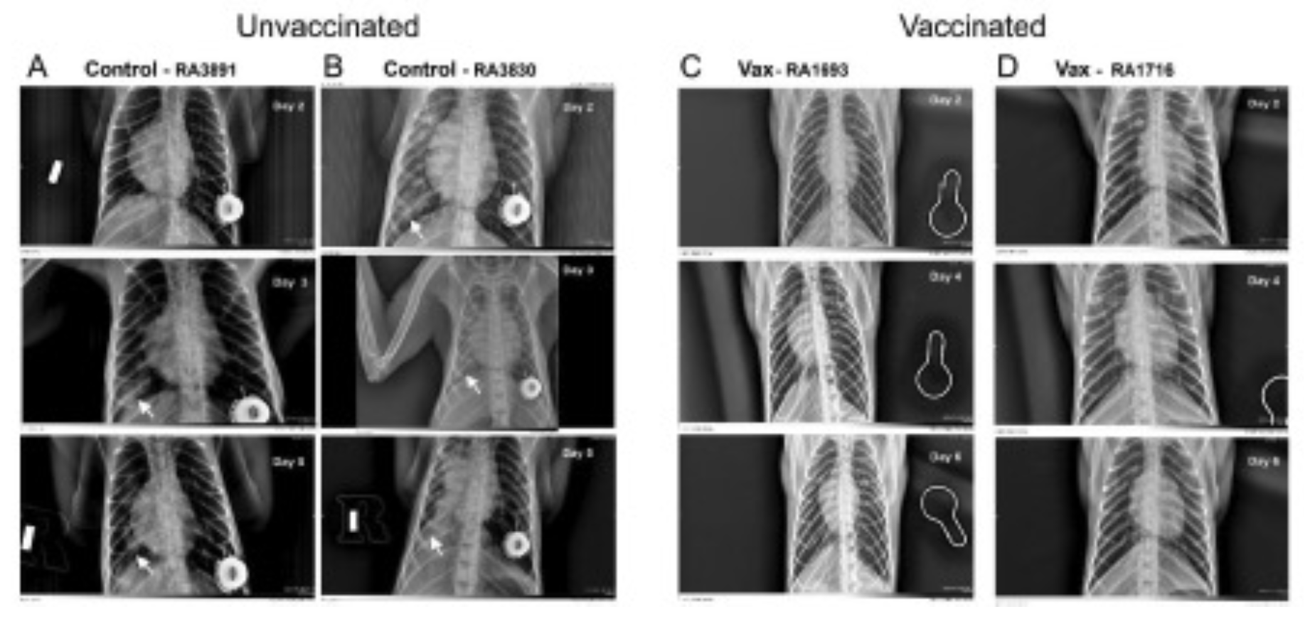 Figure 1: Representative chest radiographs of control and vaccinated macaques